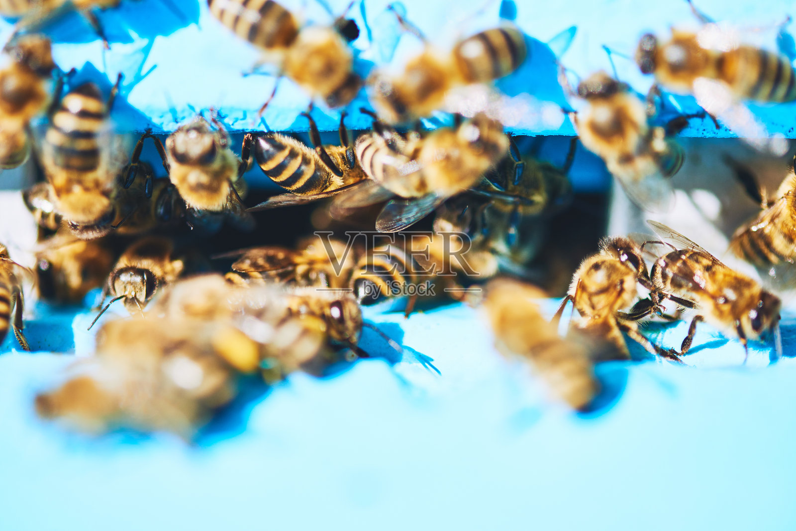 一群蜜蜂在阳光明媚的日子里聚集在蜂巢入口周围照片摄影图片