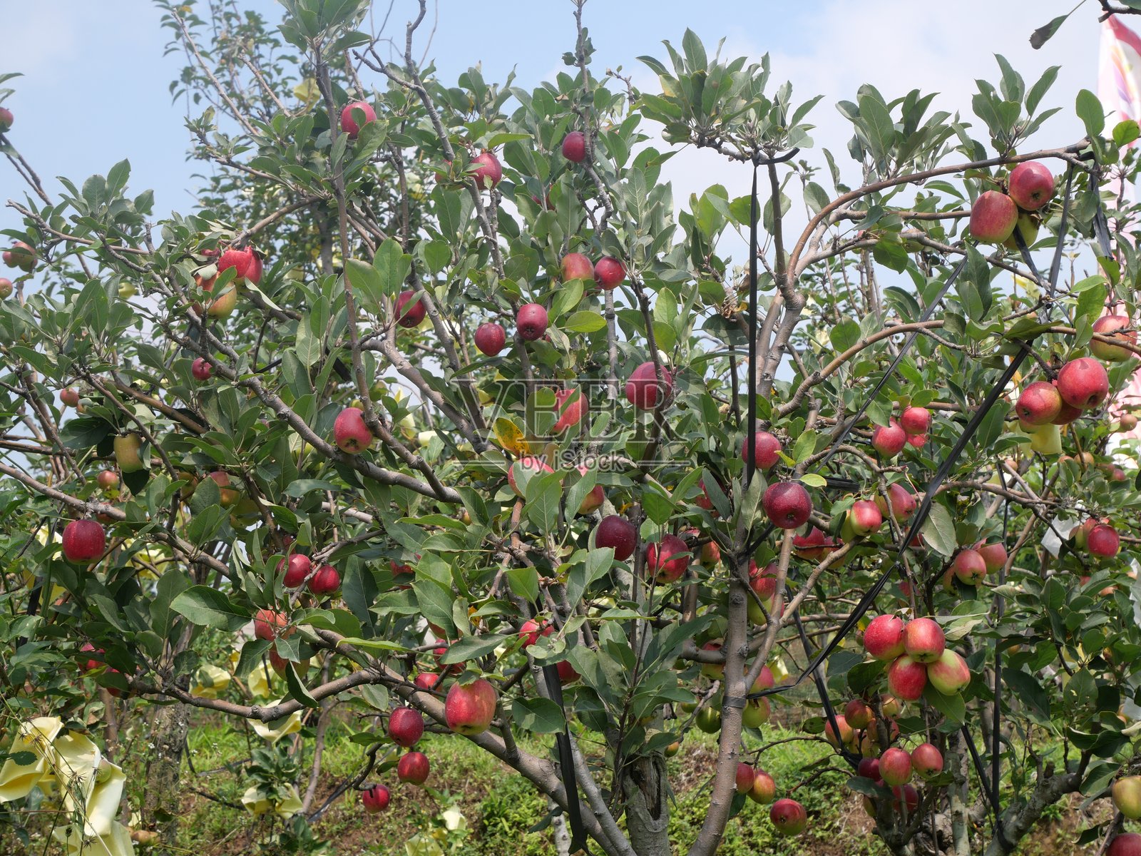 苹果照片摄影图片
