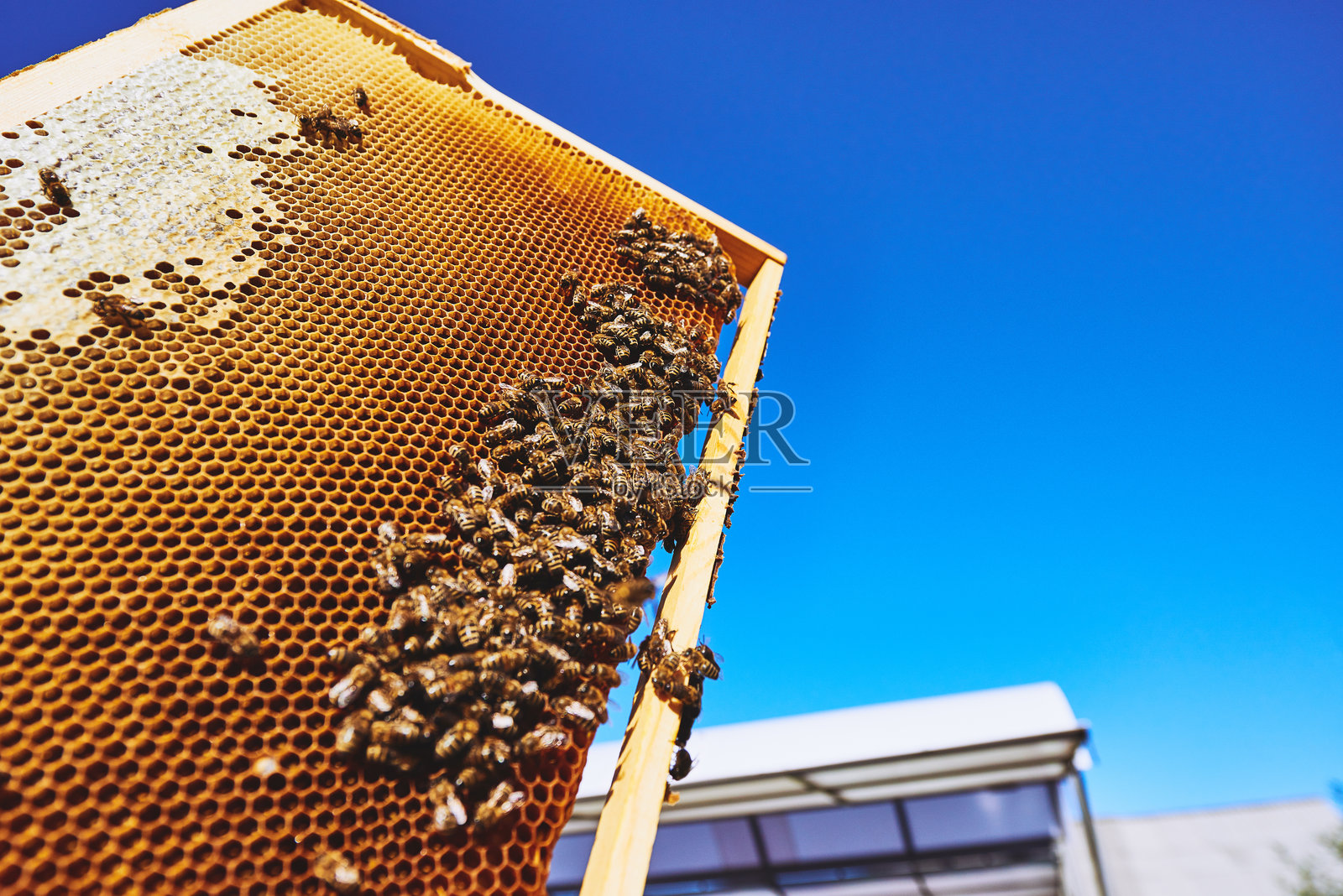 蜜蜂在户外养蜂过程中聚集在蜂巢框架上的蜜蜂群照片摄影图片