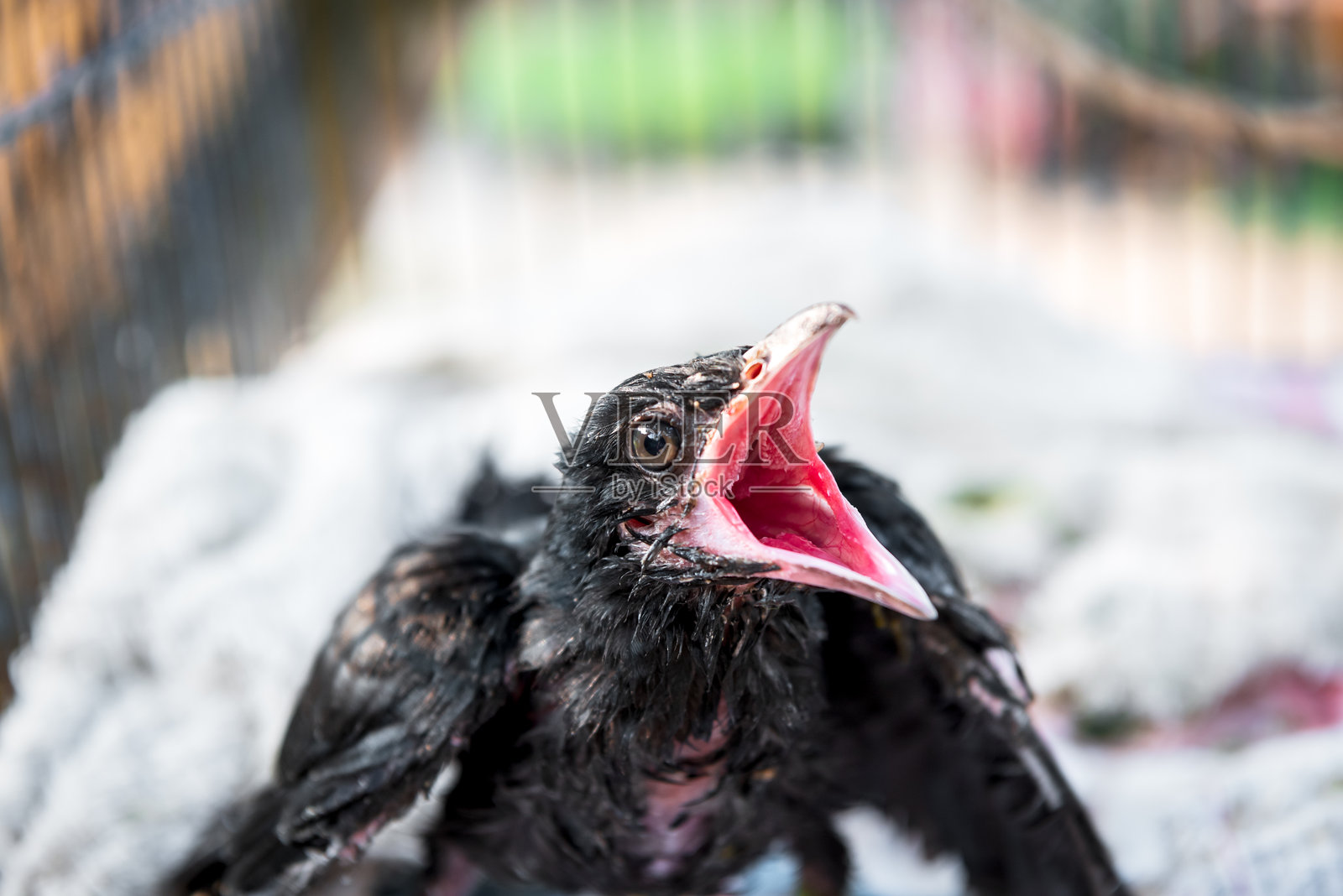 鸟（亚洲布谷鸟）幼鸟或雏鸟，自然野生照片摄影图片