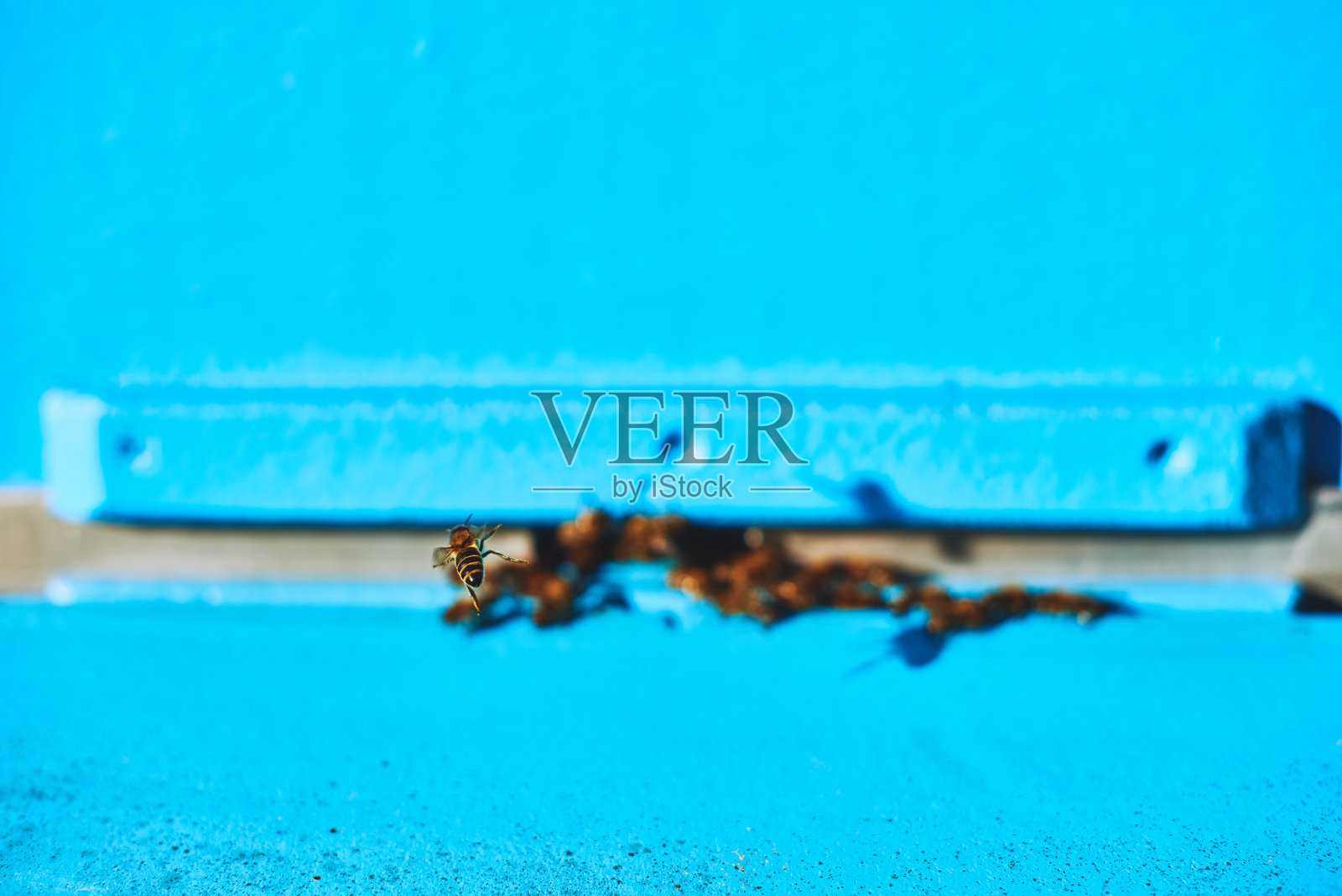 蜜蜂在明亮的蓝色背景下飞翔，靠近蜂巢入口照片摄影图片