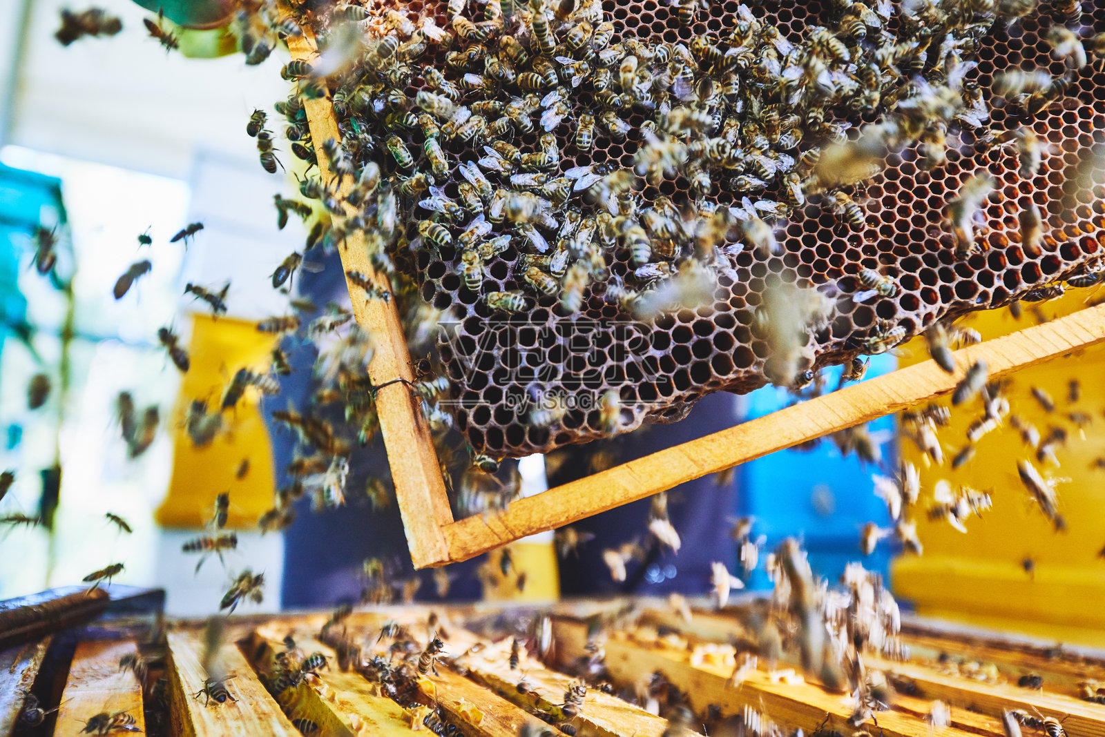 蜂巢框架与蜂群在养蜂场环境中照片摄影图片