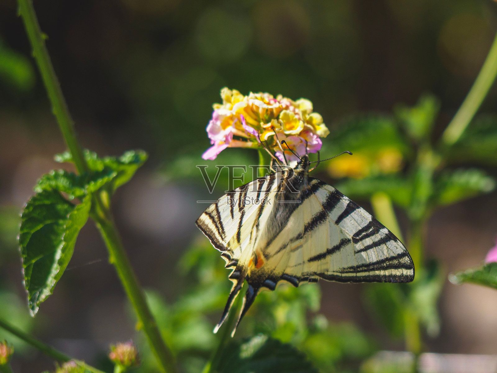阳光明媚的花园里蝴蝶停在花上照片摄影图片