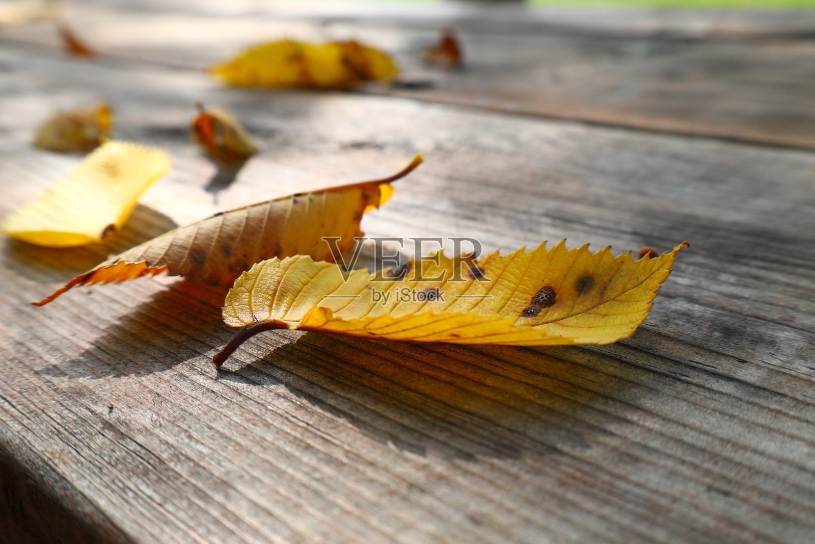 木桌上的黄色秋叶照片摄影图片