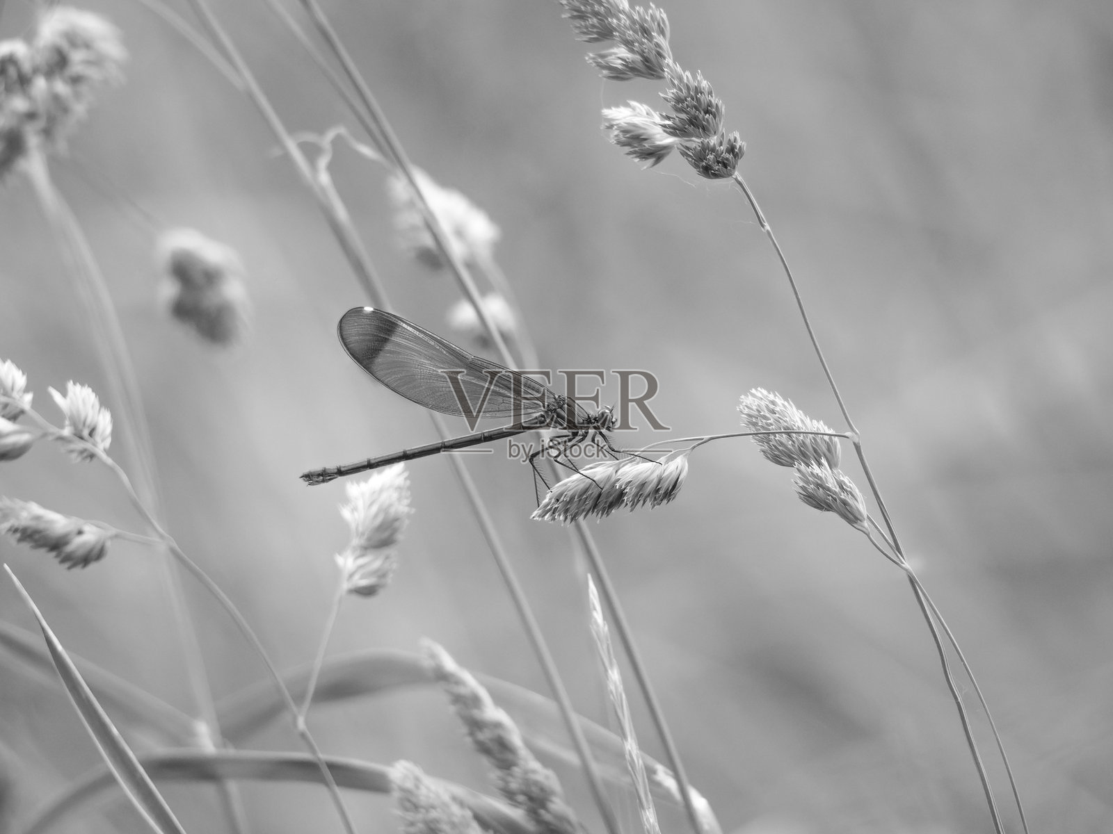 绿色草地上的红色蜻蜓照片摄影图片
