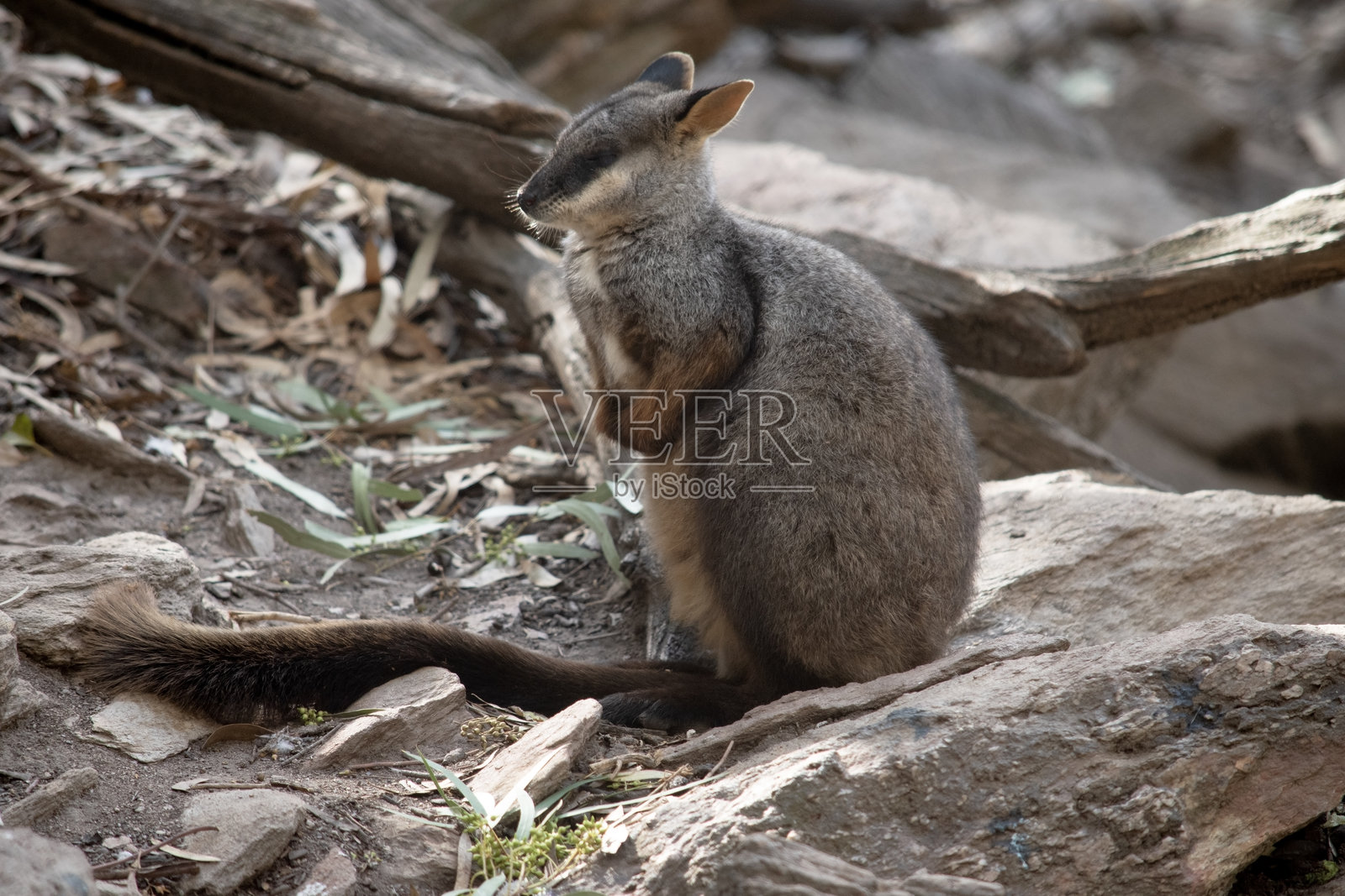这是一个刷尾袋鼠的侧面视图。照片摄影图片