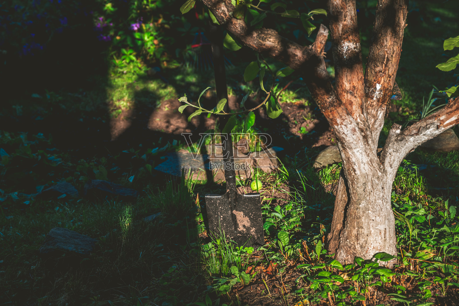 园丁在阳光明媚的夏日里用铲子在花园里种植一棵小苹果树，营造出宁静而富有成效的氛围。照片摄影图片