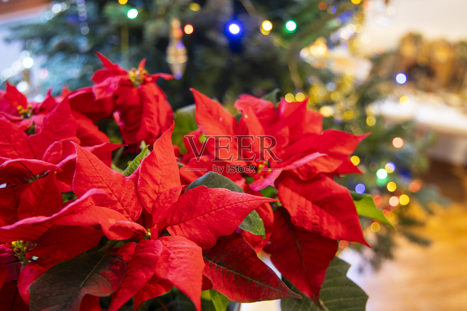 红色圣诞红在圣诞节期间装饰家居，背景模糊的圣诞树。照片摄影图片
