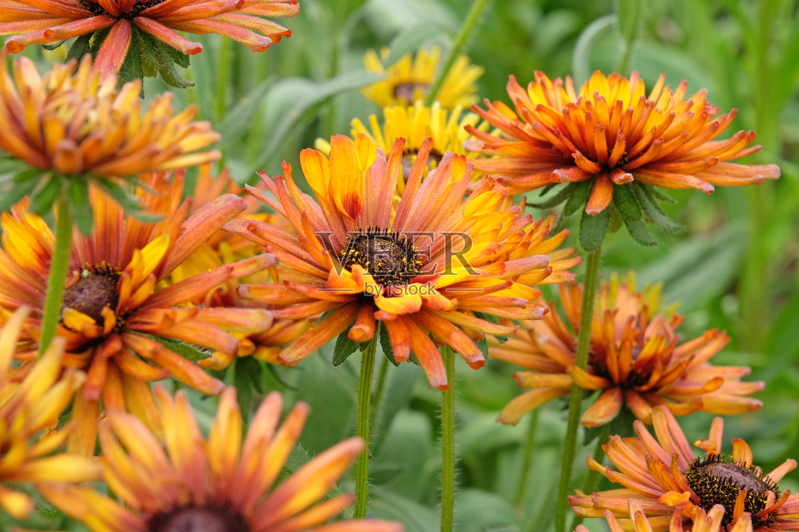 橙色和黄色混合的黑眼苏珊（Rudbeckia hirta 'Chim Chiminee'）盛开。照片摄影图片