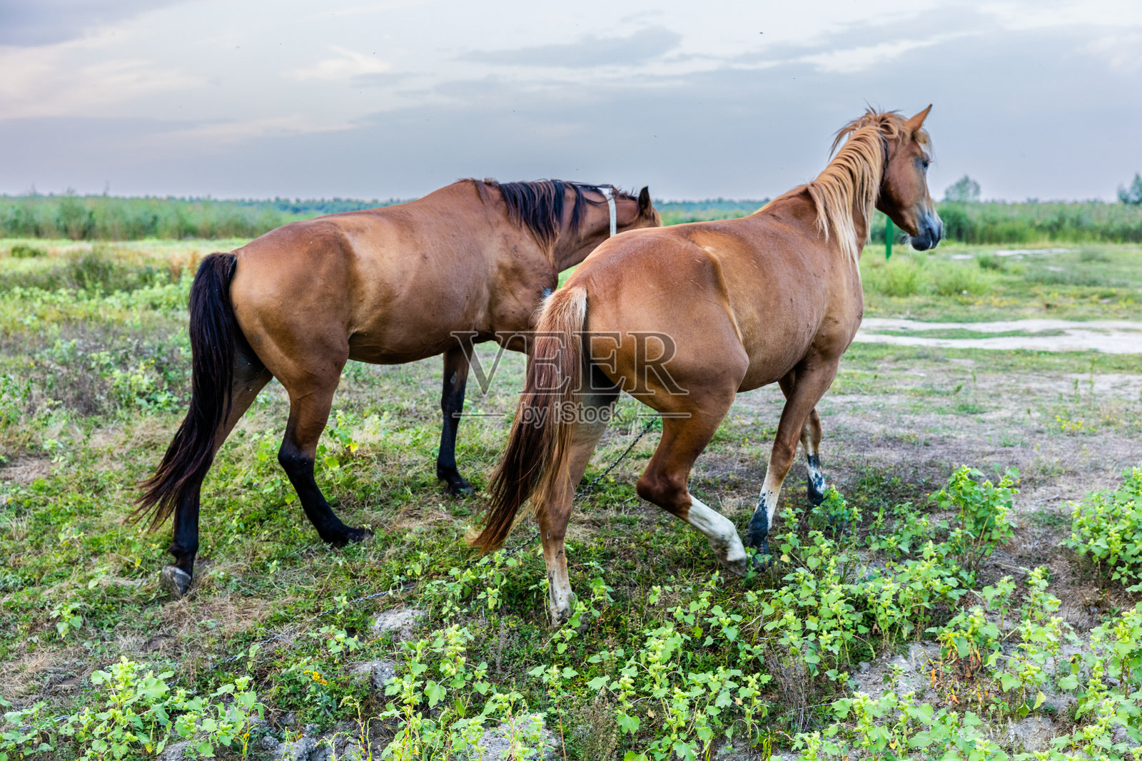 摩尔多瓦南部的瓦列尼风景如画的村庄，色彩鲜艳，展示了传统房屋、起伏的山丘和东欧的迷人乡村风光。照片摄影图片