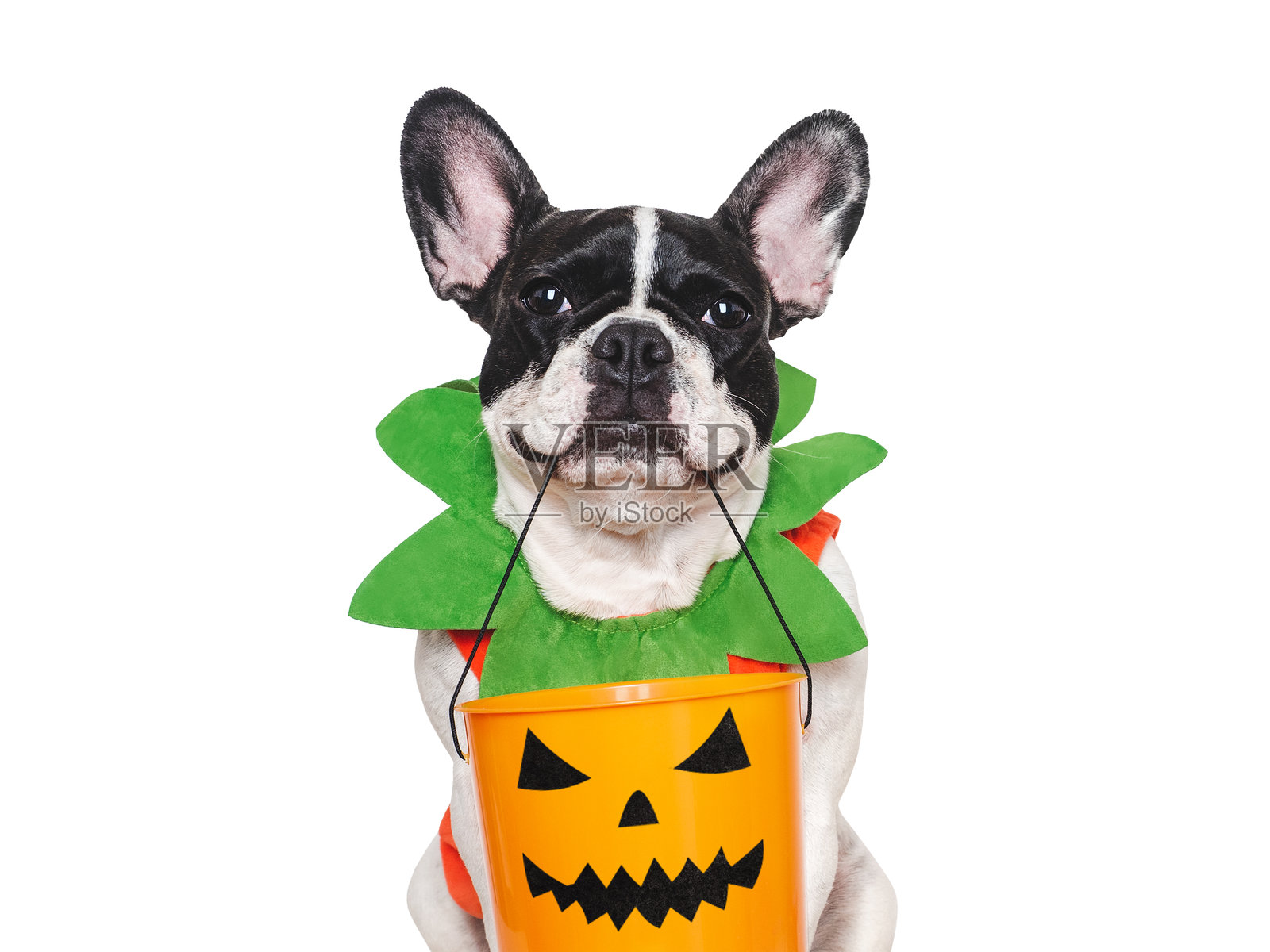快乐的万圣节。迷人的小狗和万圣节服装照片摄影图片