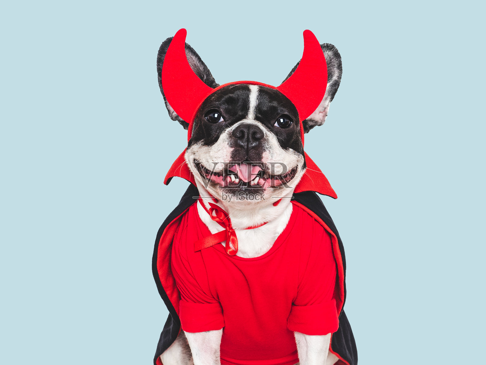 快乐的万圣节。迷人的小狗和万圣节服装照片摄影图片