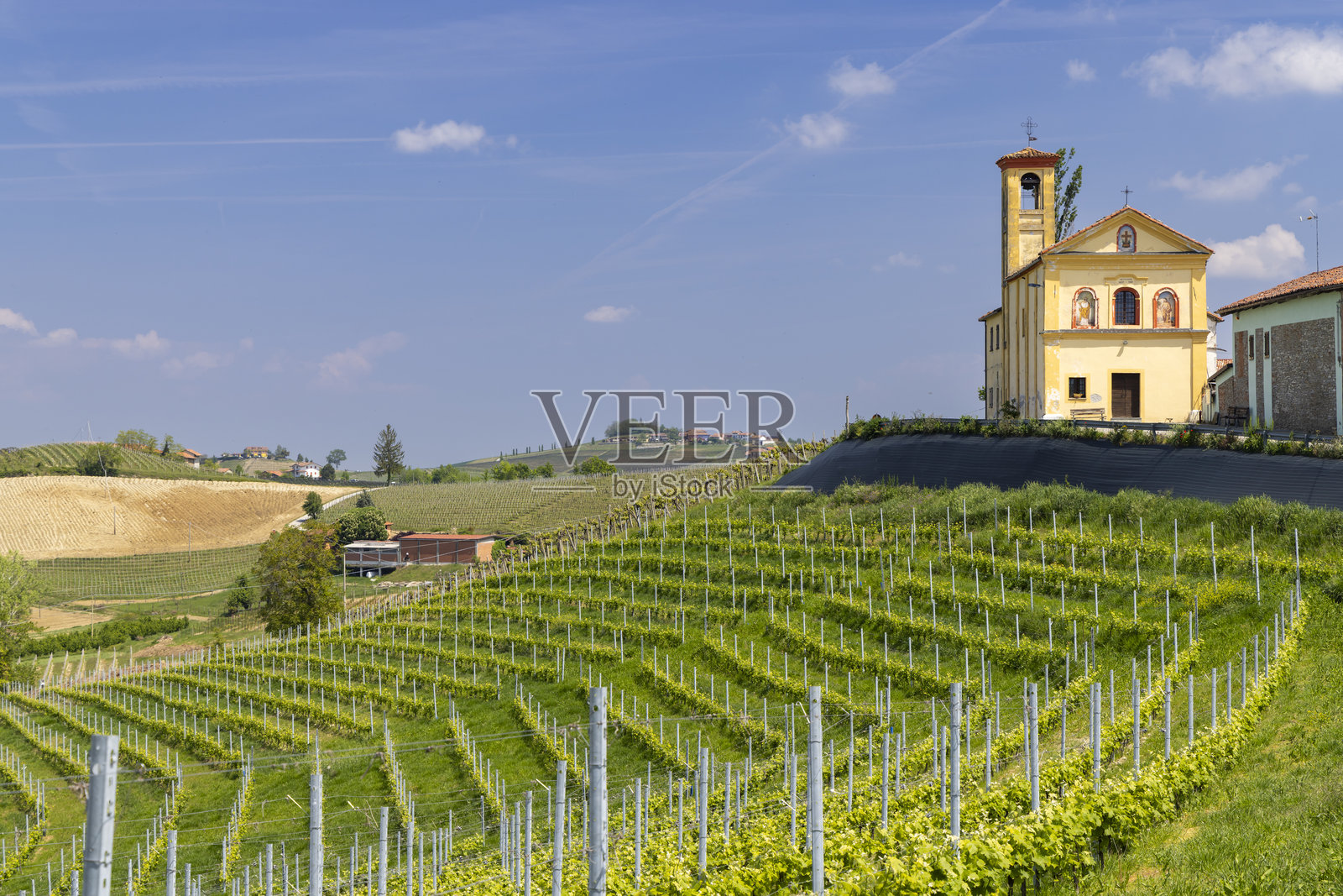 意大利皮埃蒙特地区多利亚尼的起伏山丘上覆盖着风景如画的葡萄园，蓝天明媚。照片摄影图片