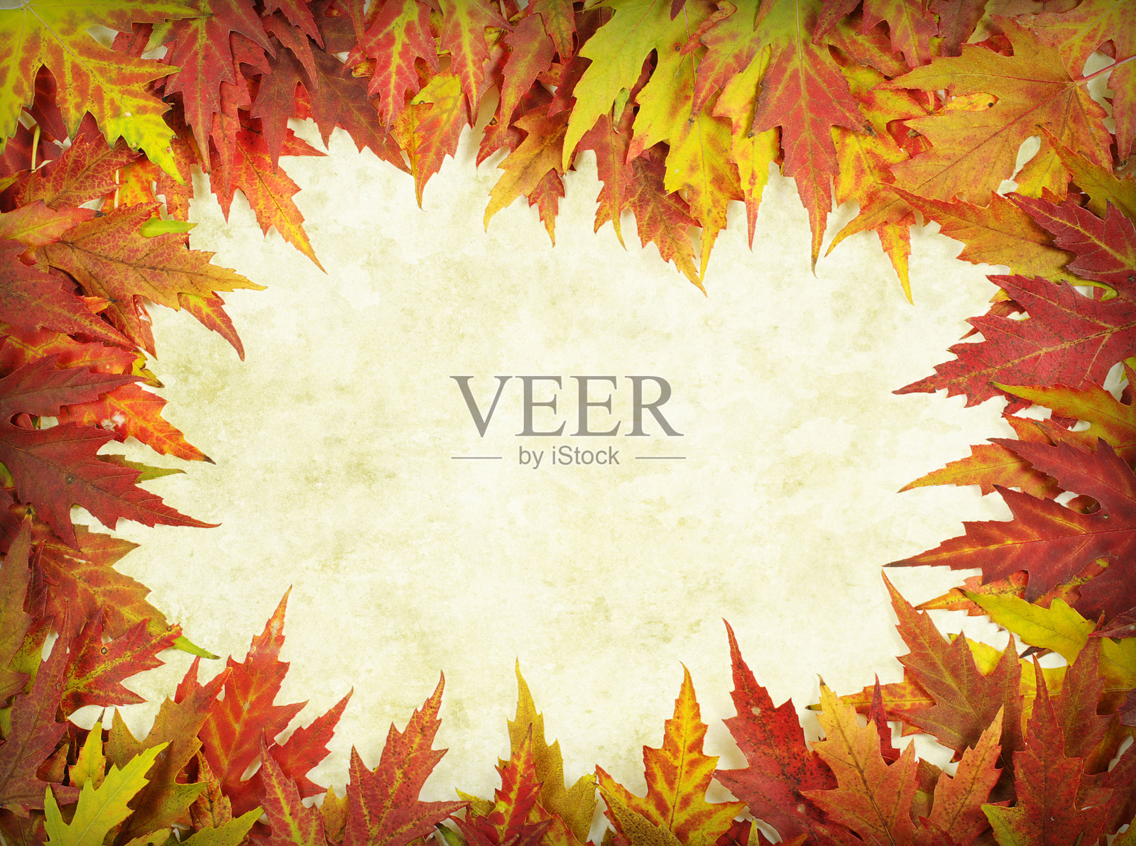 秋天的落叶照片摄影图片