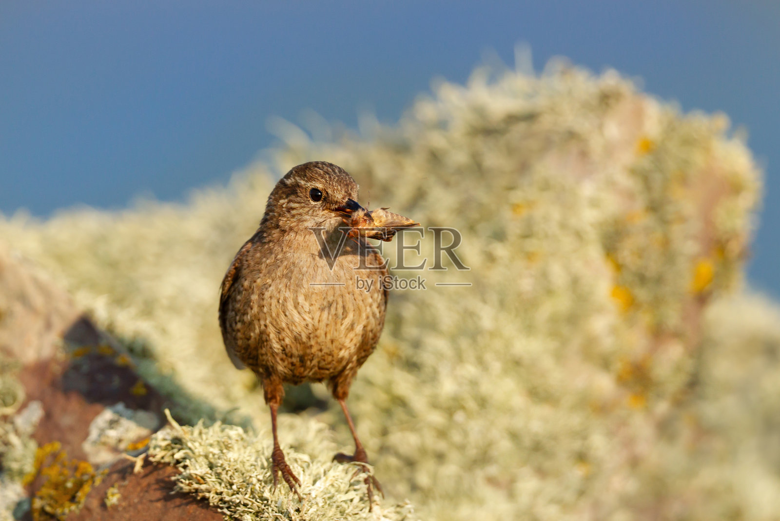 谢特兰岛鹪鹩与覆盖苔藓的岩石上的蛾子照片摄影图片