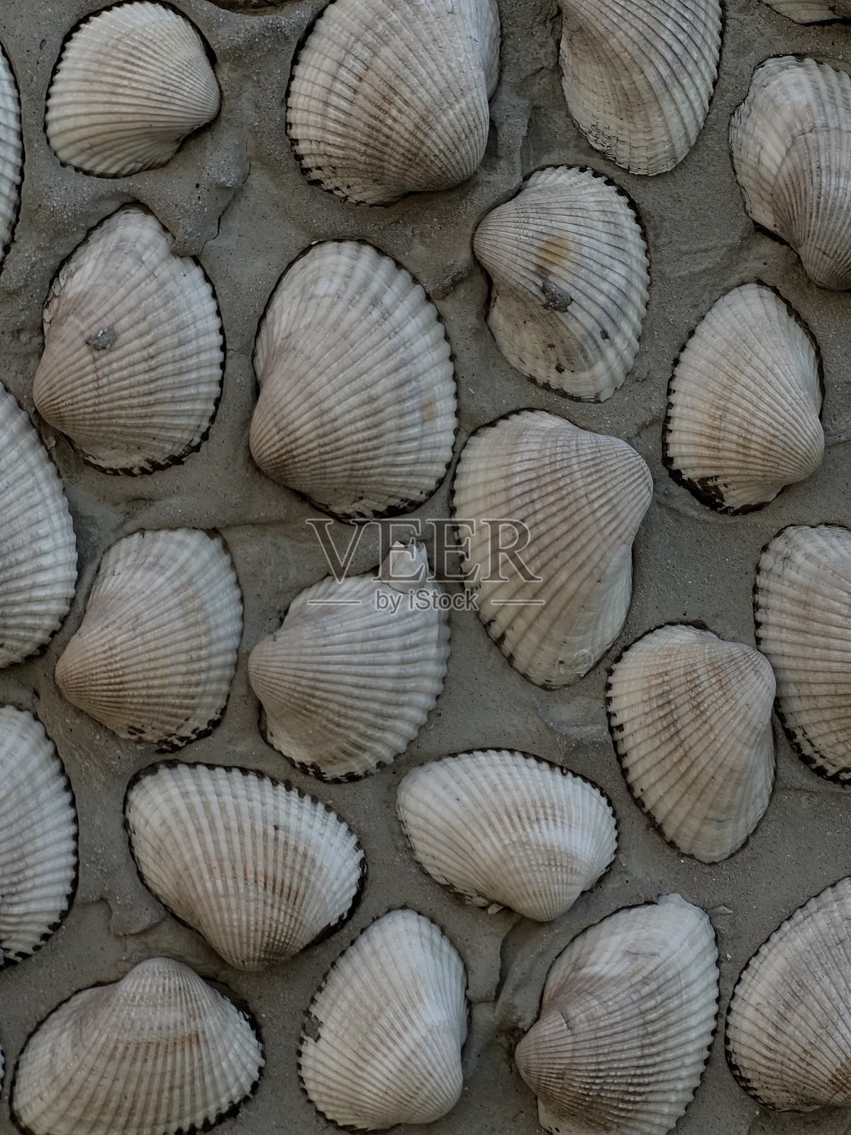 土耳其宗古尔达克的菲利约斯白色贝壳墙照片摄影图片