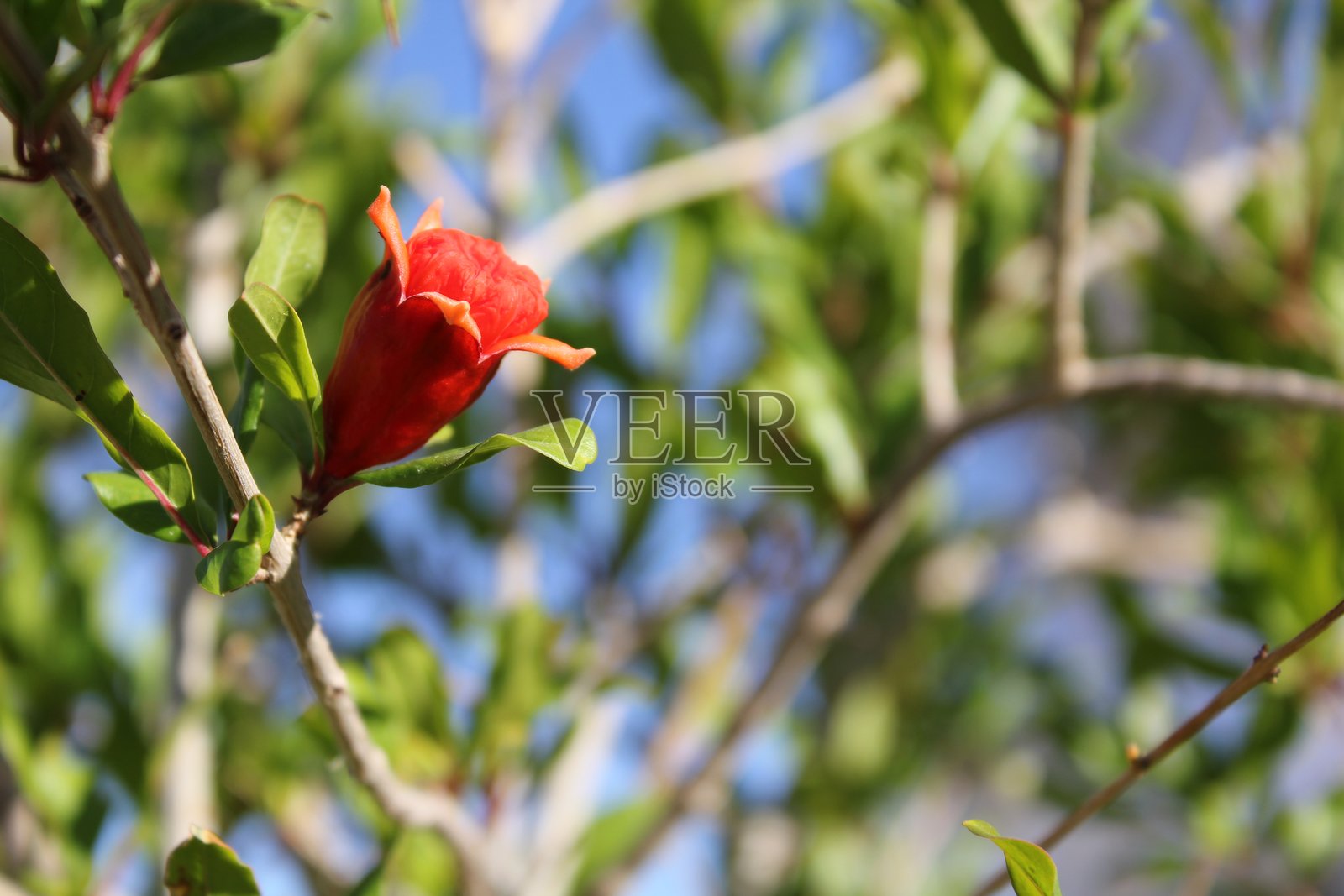 紧闭花瓣的石榴花蕾照片摄影图片