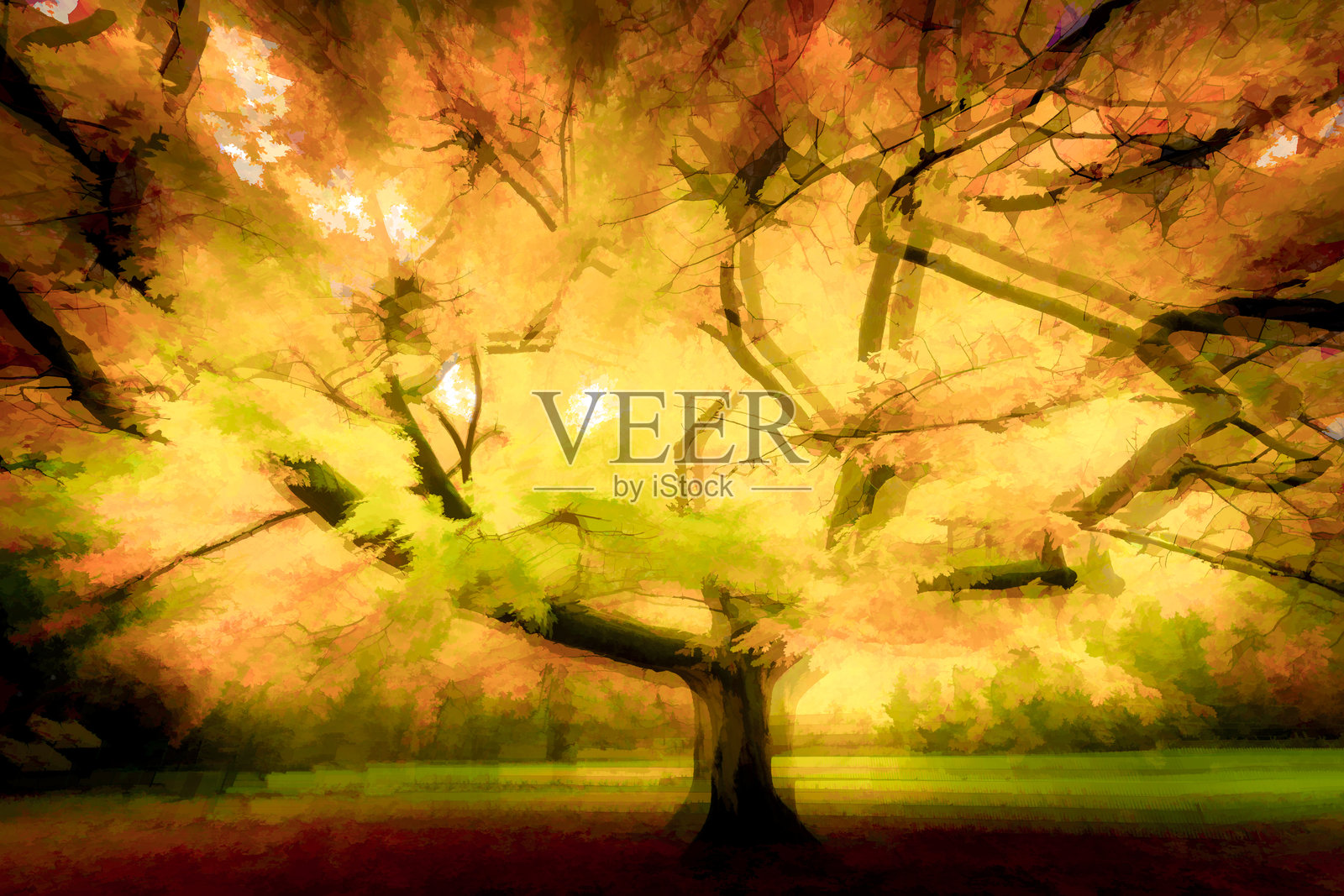 公园里一棵古老树木的艺术印象照片照片摄影图片