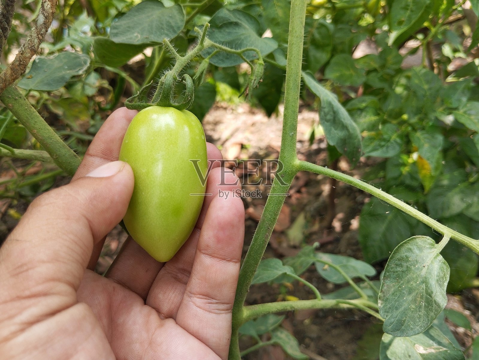 有机植物园中仍挂在树上的新鲜绿色番茄照片摄影图片