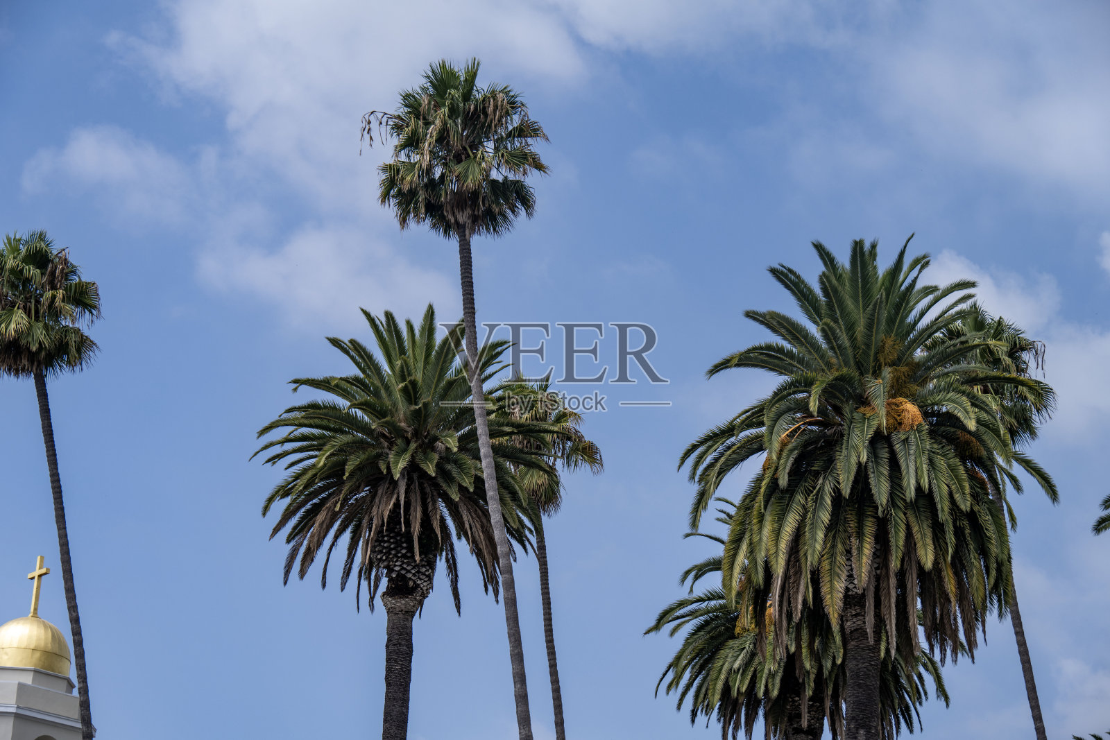 棕榈树照片摄影图片