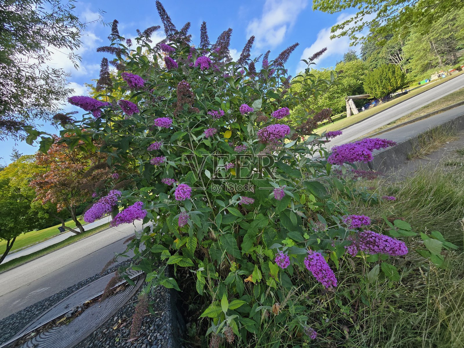 2025年7月22日，温哥华海堤步道上，林木拱门与德沃尼亚港公园之间的植物和绿意。照片摄影图片