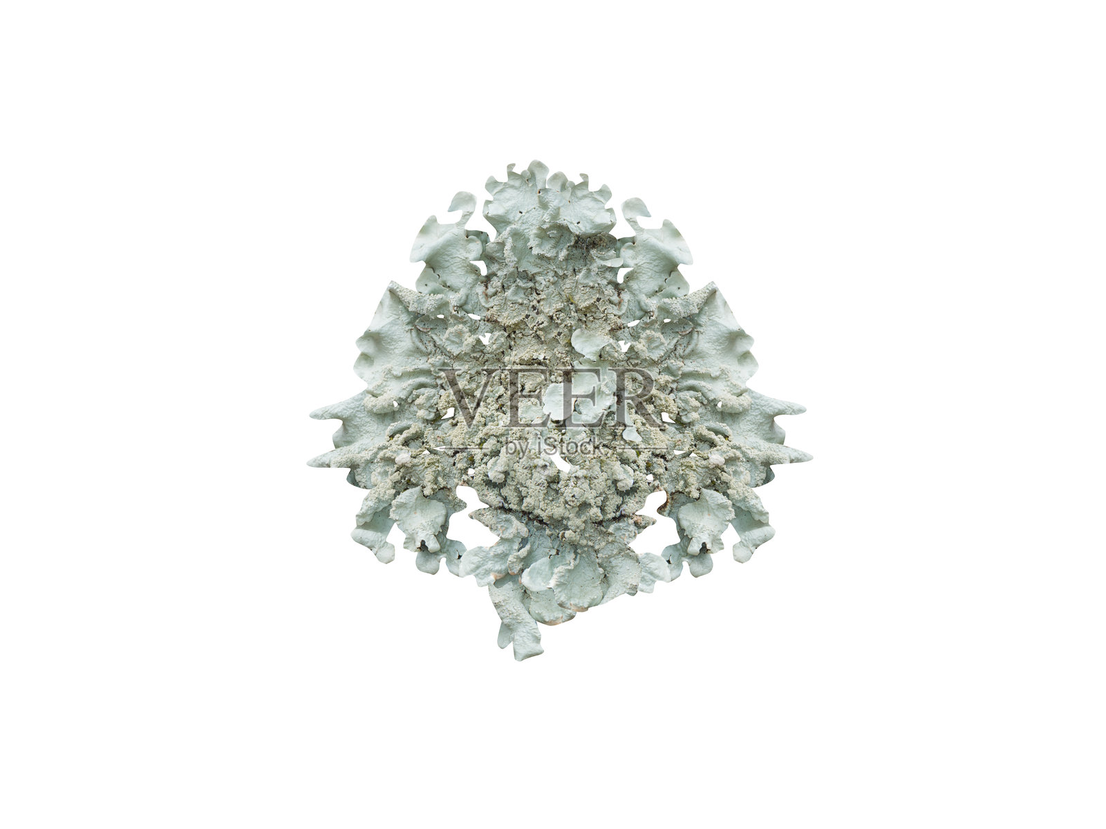 珍珠状粉状褶边地衣照片摄影图片