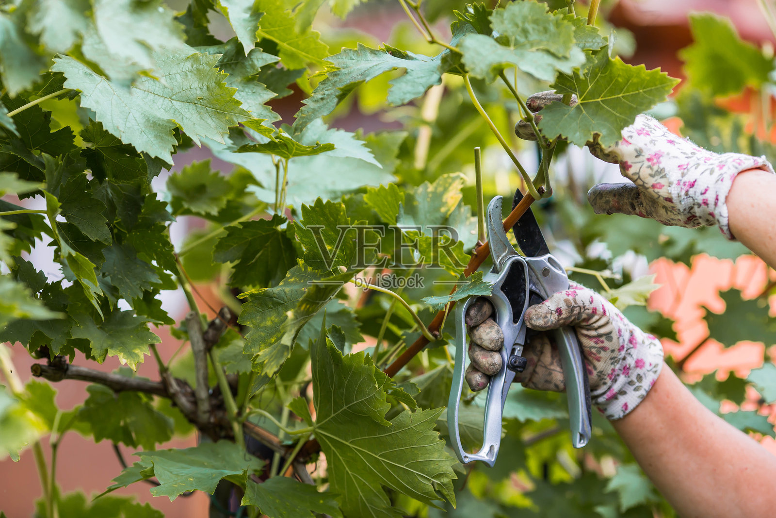 秋季花园工作。园丁的手握着修剪剪刀。用修剪剪刀修剪葡萄藤。花园和果园，园艺，植物护理。照片摄影图片
