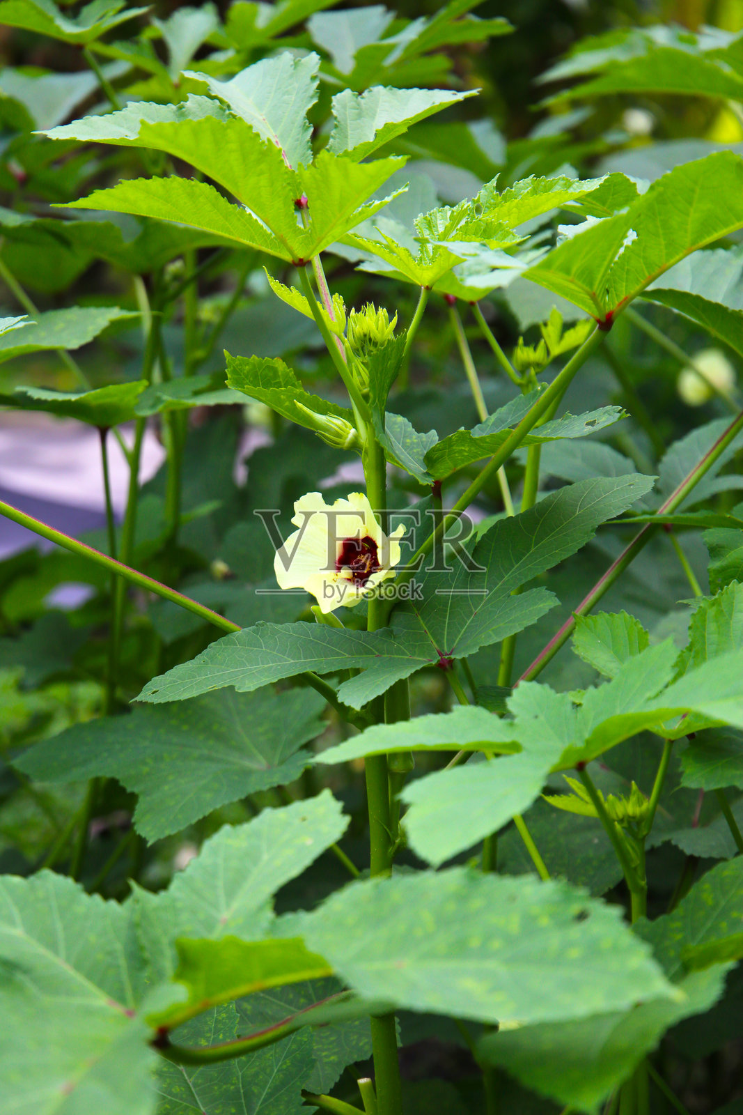 园中盛开的黄花和绿色豆荚的秋葵植物。照片摄影图片