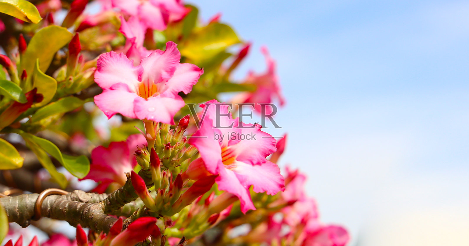 粉色沙漠玫瑰花在晴朗的蓝天下盛开。照片摄影图片