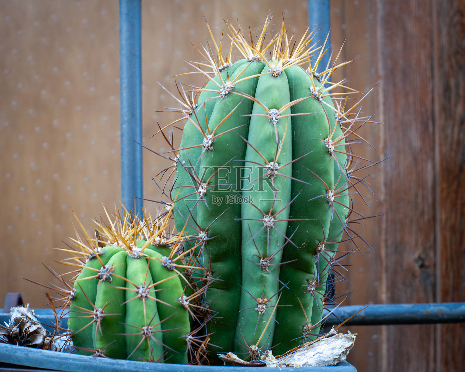 三角柱仙人掌，观赏性多肉植物照片摄影图片