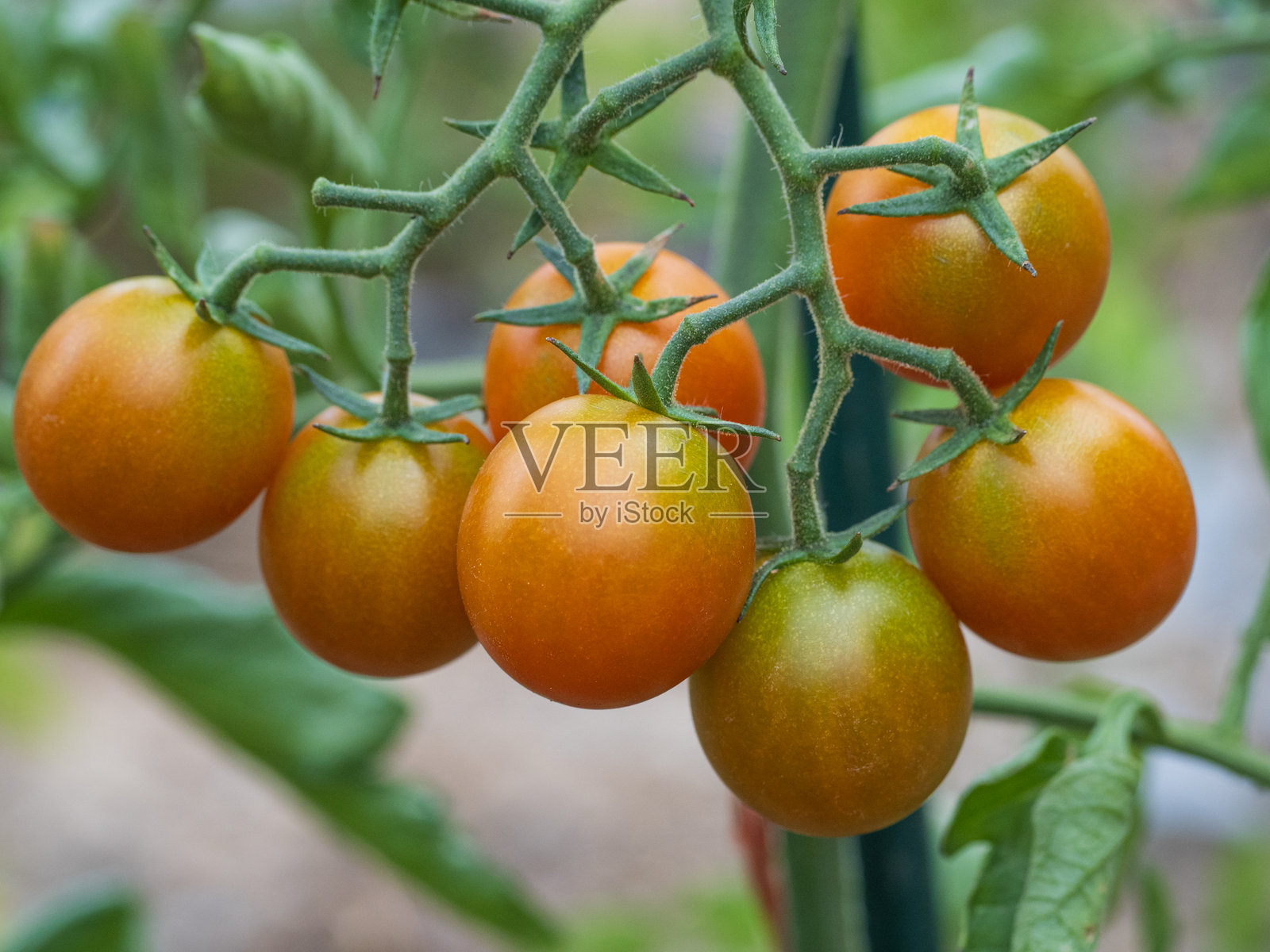 有机花园中樱桃番茄植物的特写，微距摄影照片摄影图片