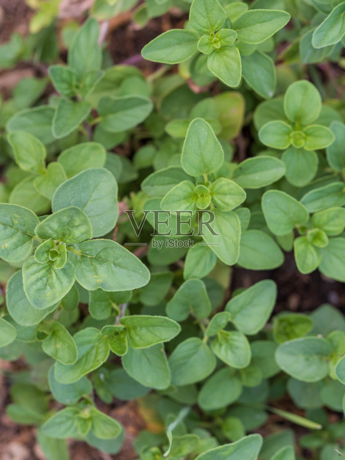 有机花园中牛至植物的特写，牛至是一种药用和芳香植物。照片摄影图片
