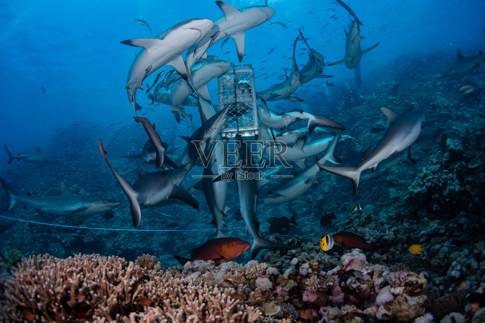 黑鳍礁鲨（Carcharhinus melanopterus）在诱饵站进食，珊瑚海，大堡礁照片摄影图片