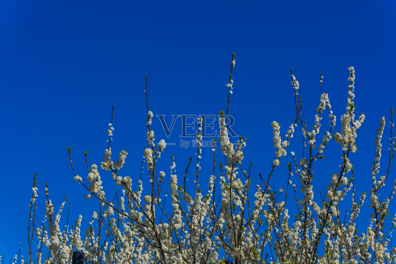 花朵照片摄影图片
