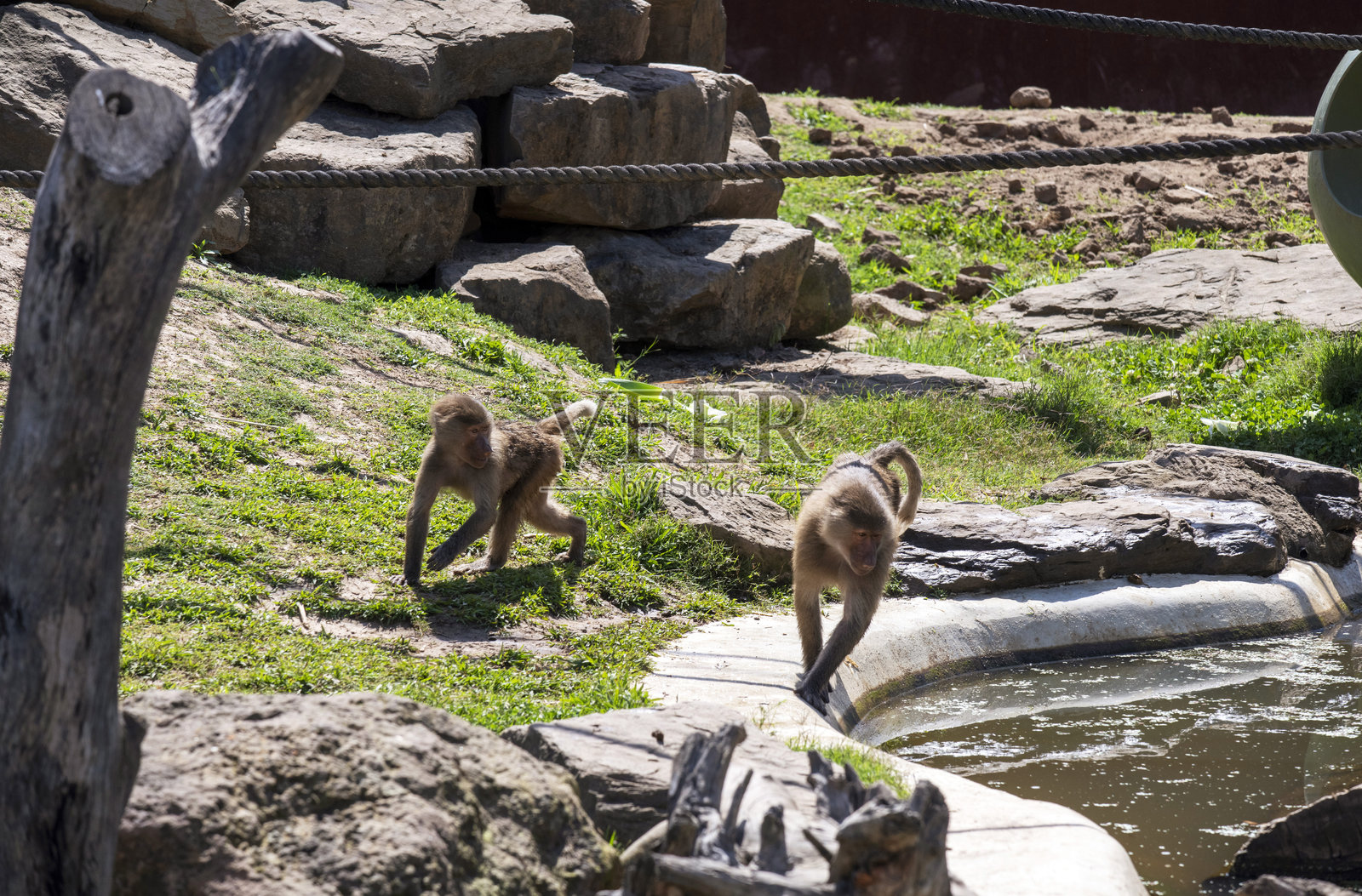 神圣狒狒（哈马狒狒）照片摄影图片