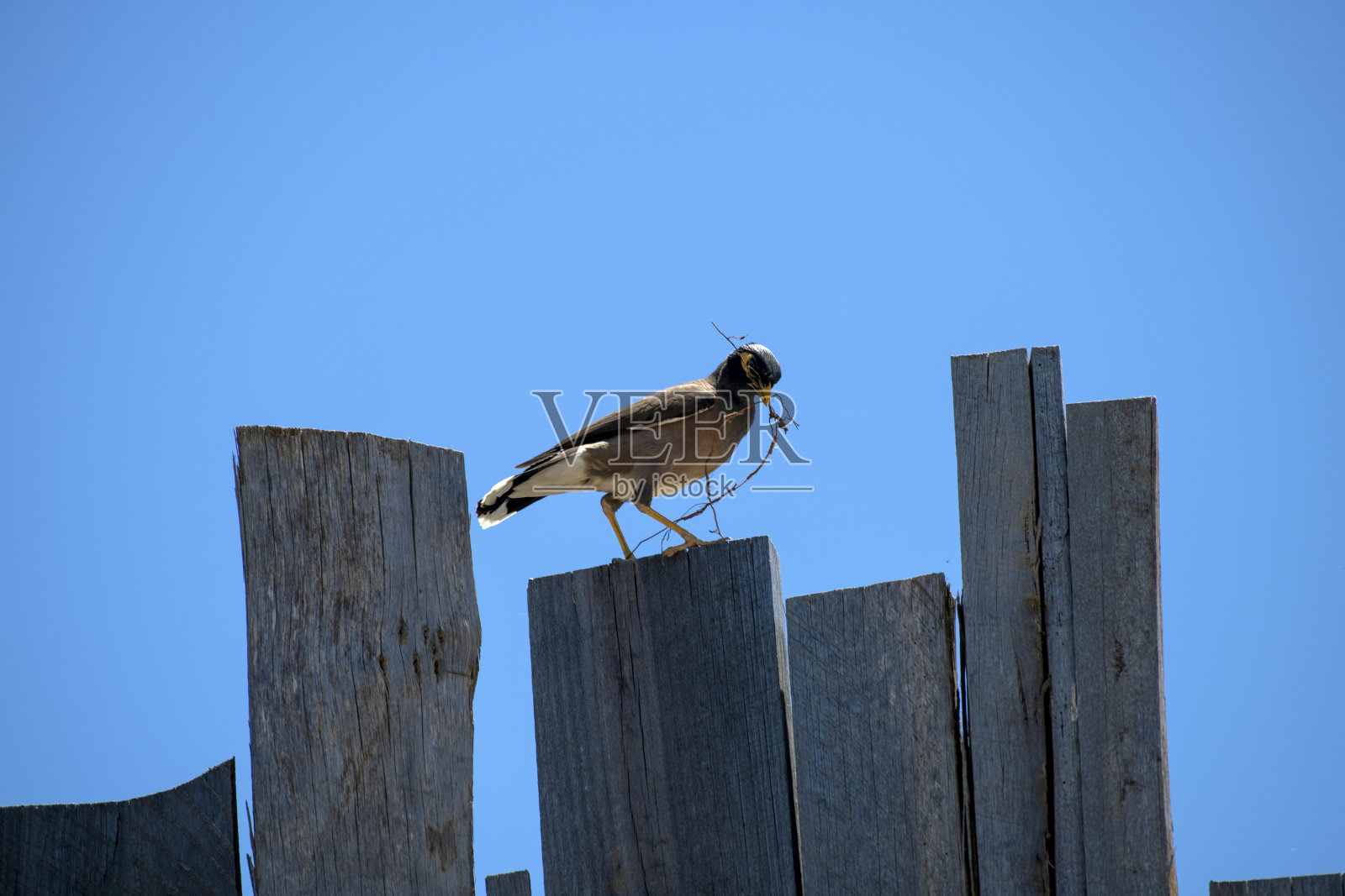 澳大利亚八哥（Acridotheres tristis）照片摄影图片