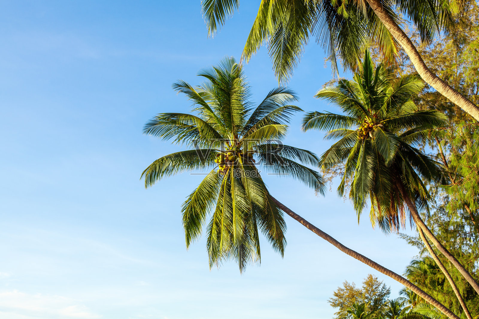 蓝天背景下的绿色棕榈树，热带岛屿海滩上的椰子树，棕榈叶、树枝、丛林，夏季假期、旅行横幅，美丽的棕榈风景，留白空间照片摄影图片