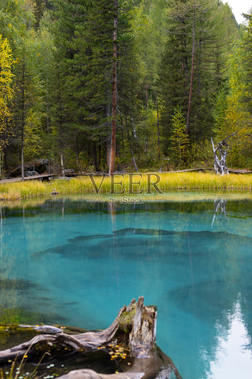 阿尔泰的间歇泉湖，四周环绕着郁郁葱葱的树木。清澈的绿松石色湖水映衬着森林明亮的秋季色彩。照片摄影图片