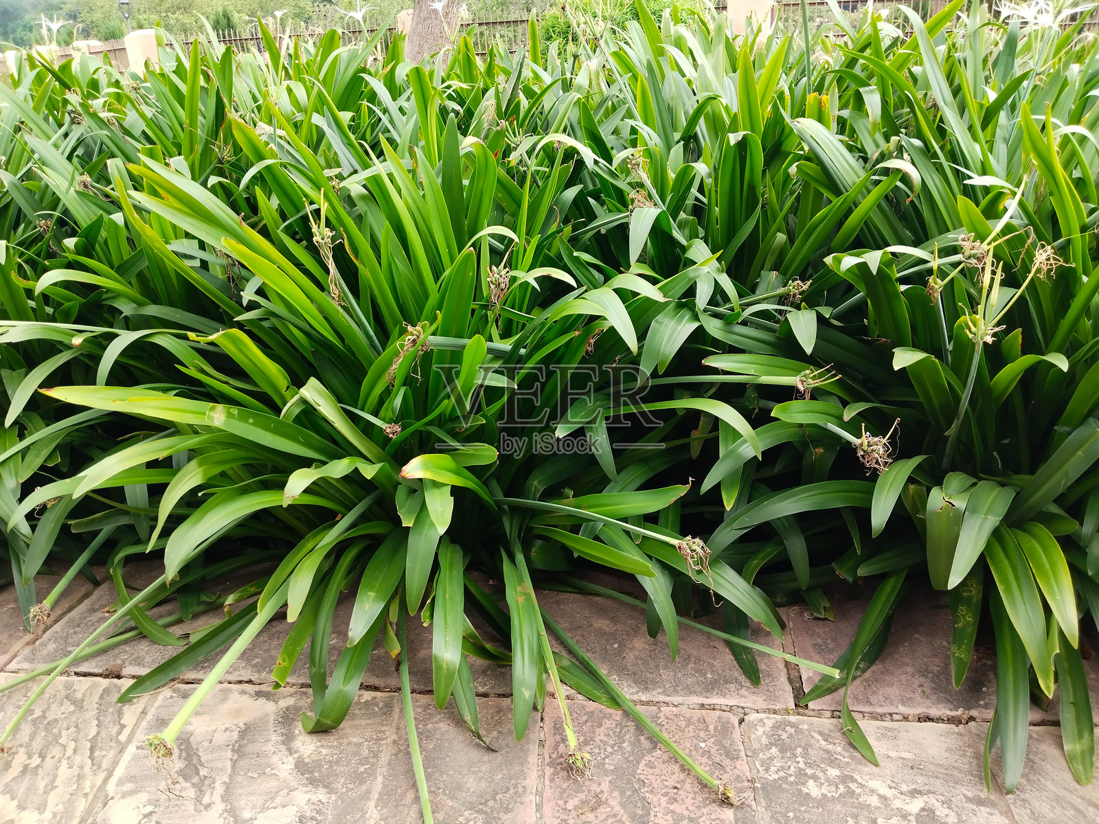 蓝色非洲百合植物的郁郁葱葱的绿色叶子，亦称为尼罗河百合或非洲百合，在阳光下健康的观赏叶子，没有花朵。照片摄影图片