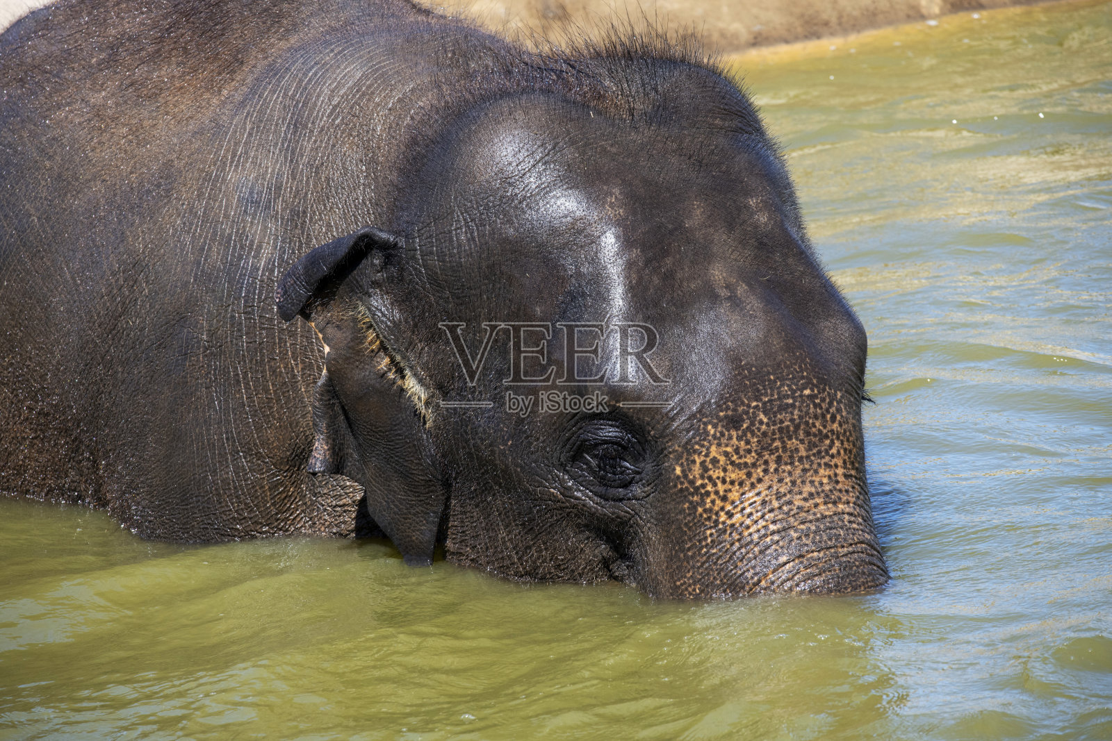 亚洲象 (Elephas maximus)照片摄影图片