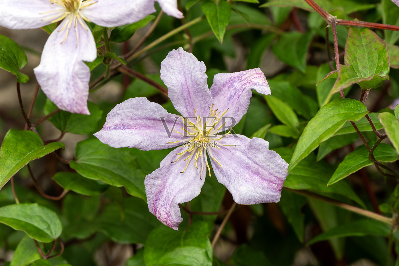 铁线莲 'Venessa'照片摄影图片