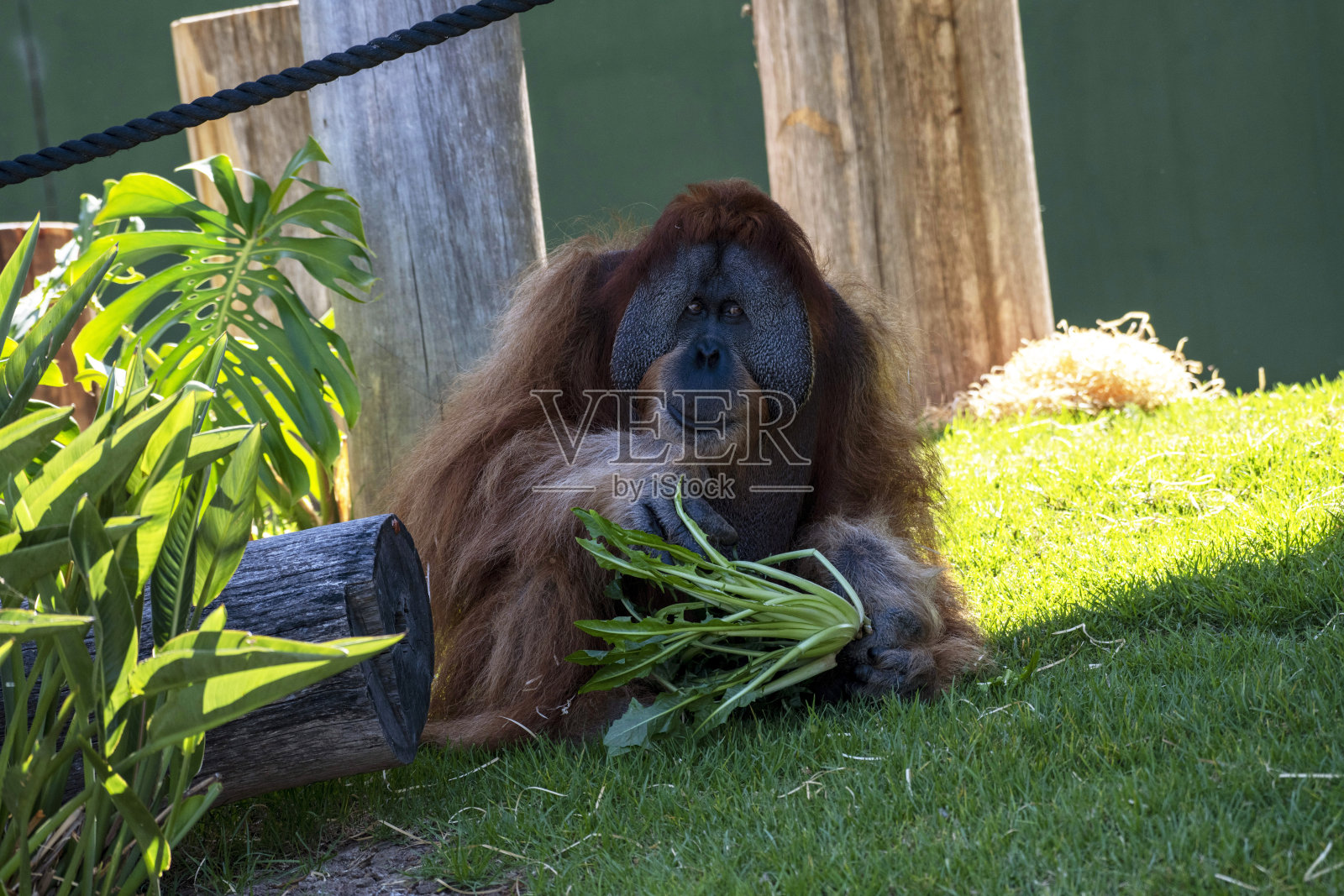 苏门答腊猩猩 (Pongo abelii)照片摄影图片