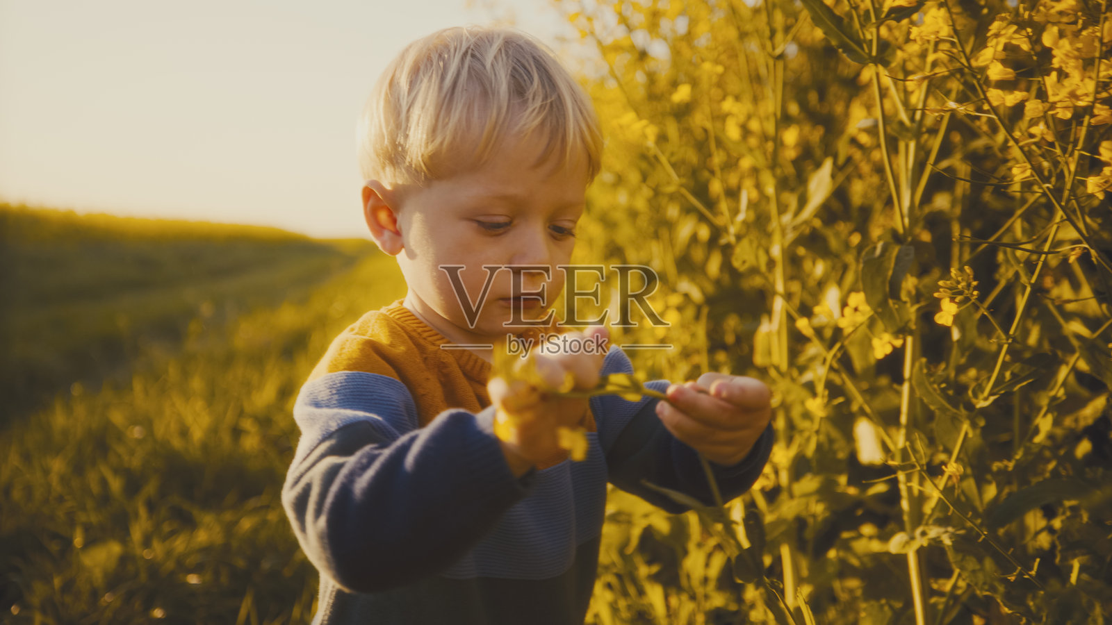 好奇的幼儿在田野中探索黄色的油菜花照片摄影图片
