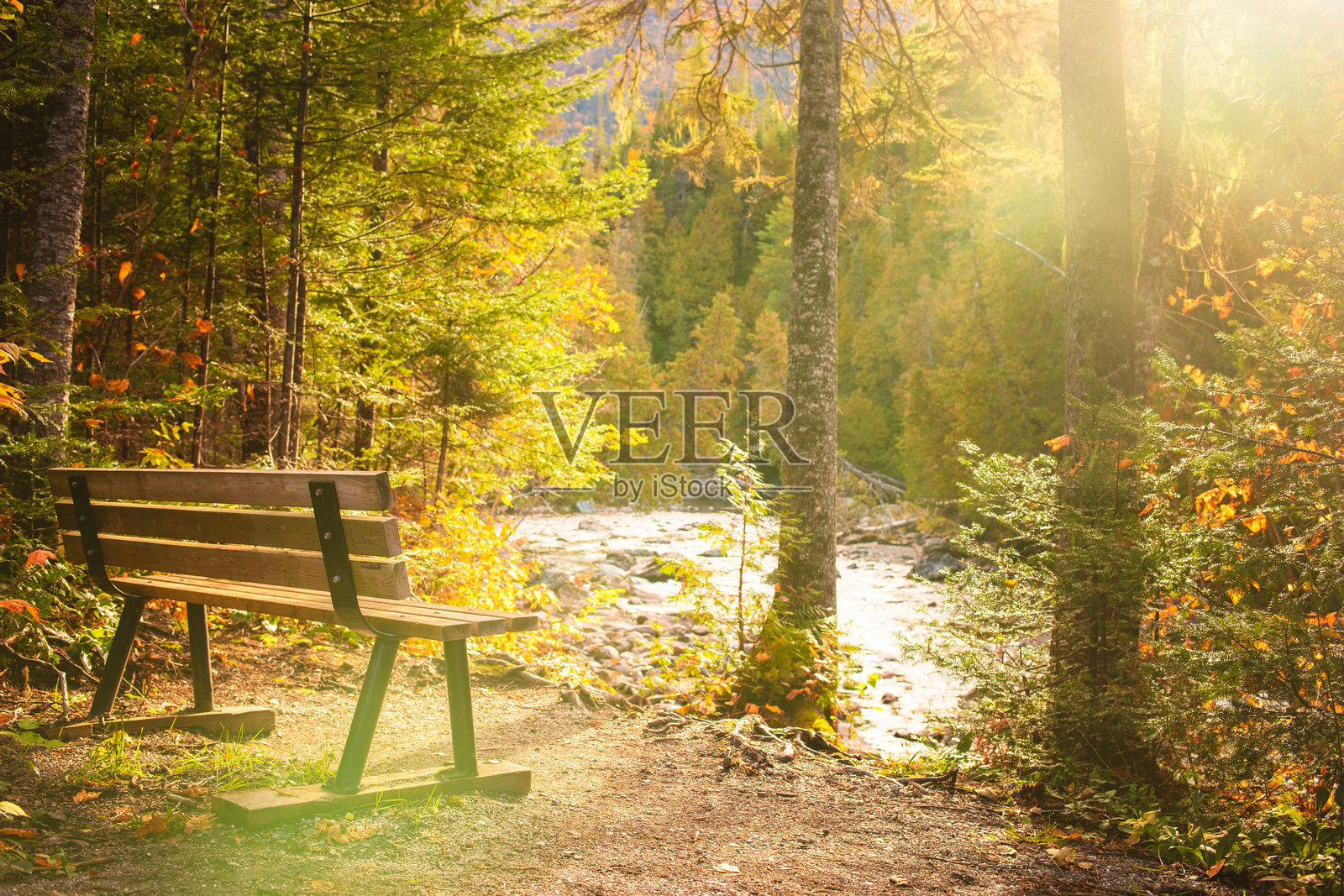 阳光洒在宁静河边的长椅上，四周被秋天的树叶环绕，营造出一个宁静的森林环境。照片摄影图片