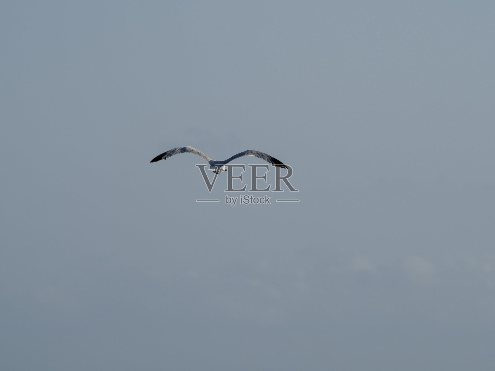 天空中的海鸥照片摄影图片