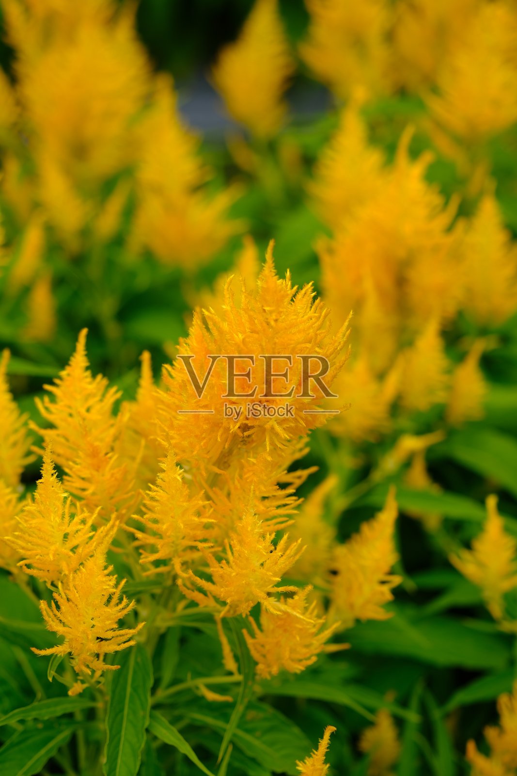热带花园中的黄色鸡冠花（Celosia cristata yellow）。照片摄影图片