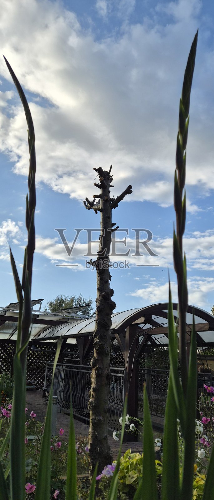 花园景观。照片摄影图片