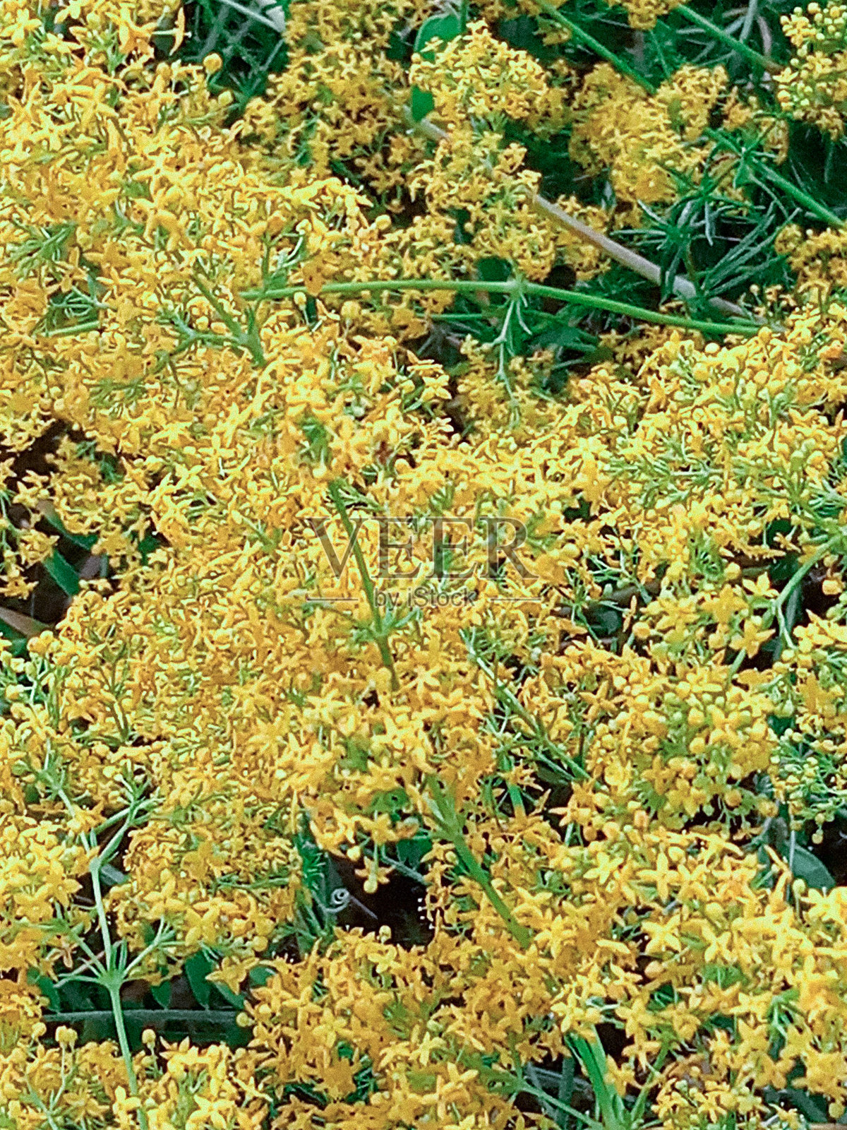 黄色野花（女儿花）在草地上盛开照片摄影图片