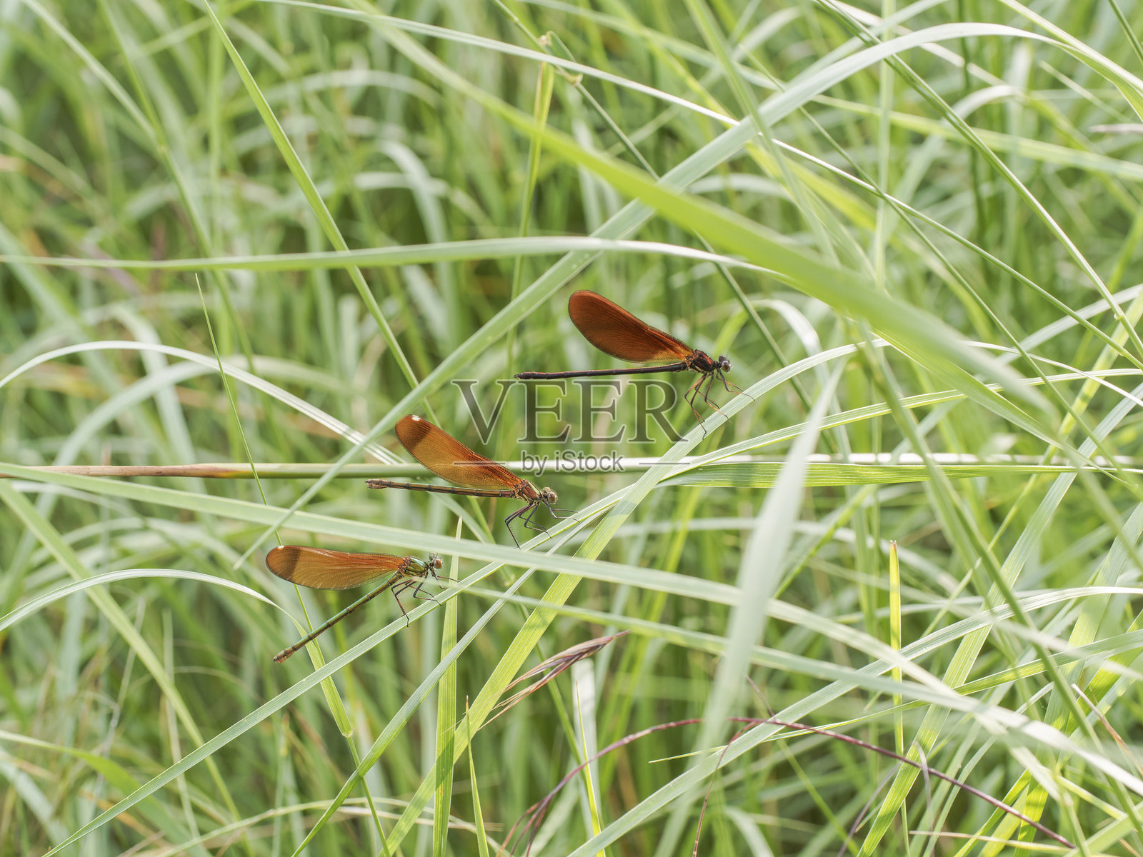 红色蜻蜓停在绿色草地上照片摄影图片