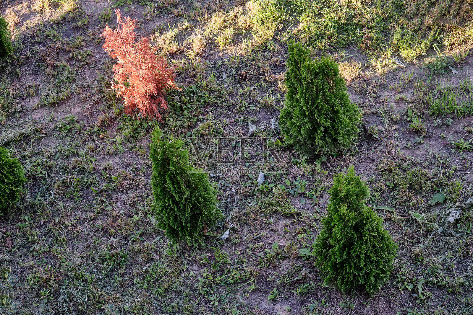 一个美丽的花园展示了小型常青灌木和一棵色彩鲜艳的树，突显了生命与变化在迷人黄昏光线中的对比。照片摄影图片